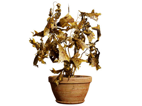 Dead Plant 3D Collection 3D-Modell