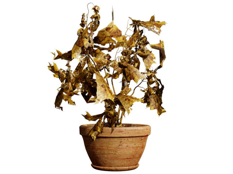 Dead Plant 3D Collection 3D Model