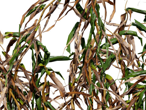 Dead Plant 3D Collection 3D-Modell