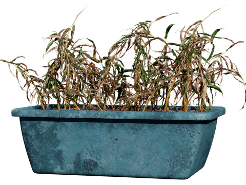Dead Plant 3D Collection 3D Model
