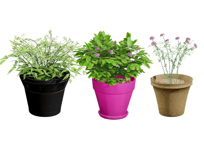 Mimosa Potted Plant 3D Model .c4d .max .obj .3ds .fbx .stl .blend 