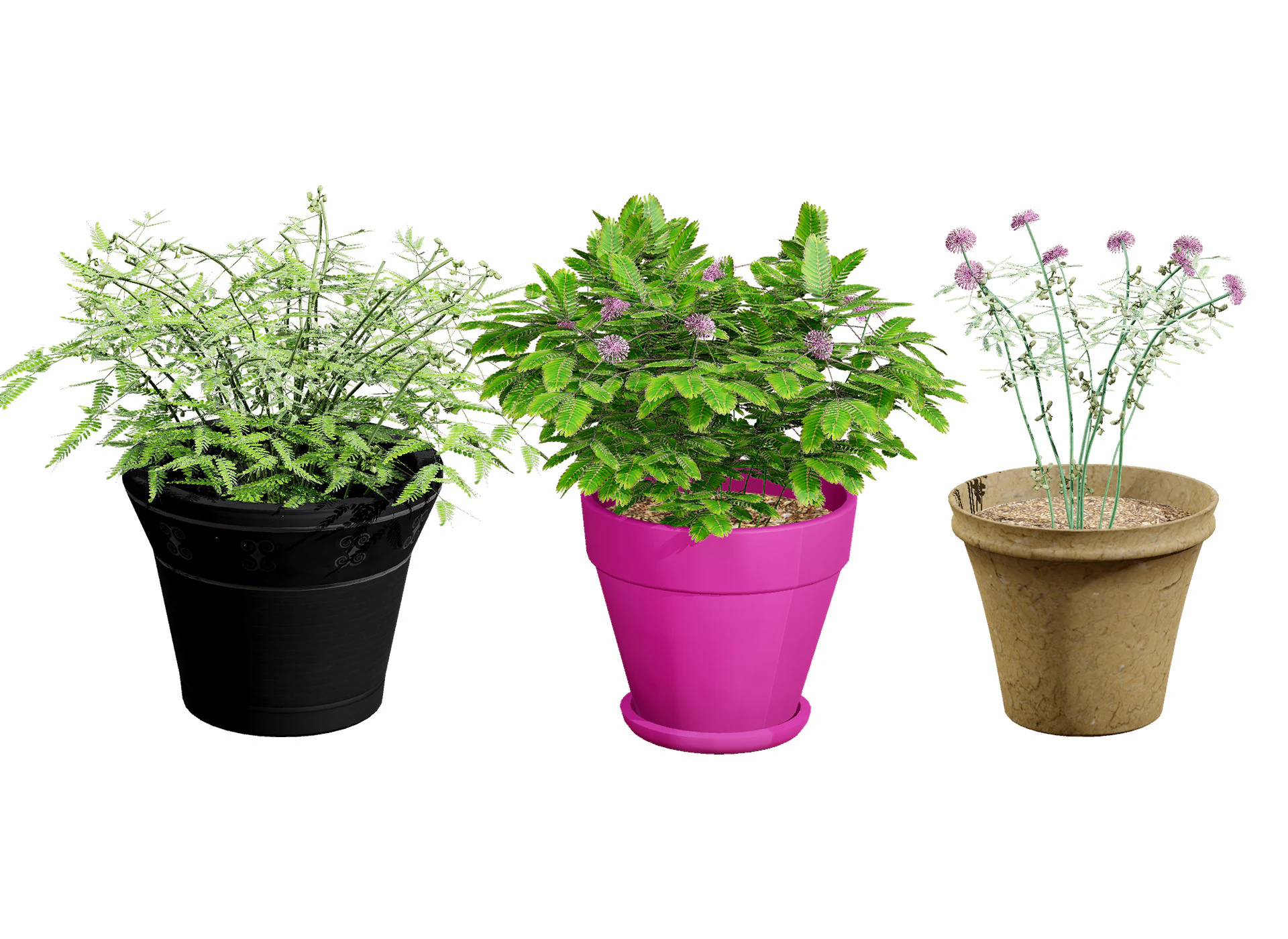 Mimosa Potted Plant 3D Model .c4d .max .obj .3ds .fbx .stl .blend 