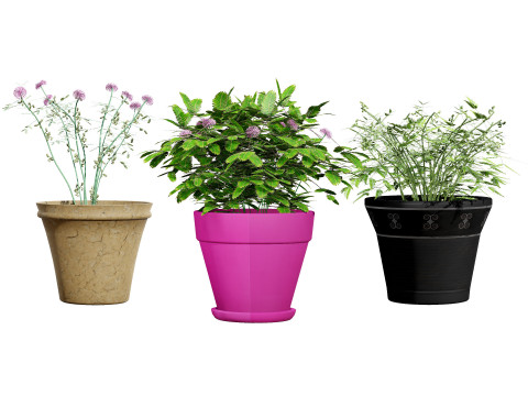 Mimosa Potted Plant 3D Model