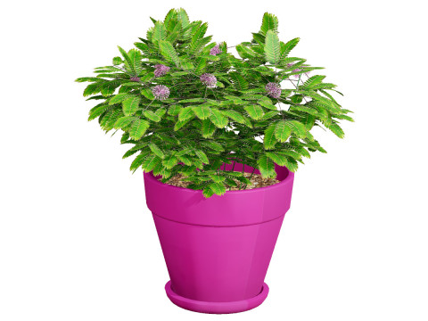 Mimosa Potted Plant 3D Model