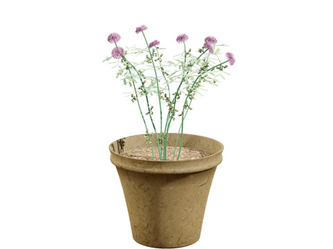 Mimosa Potted Plant 3D Model