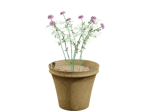 Mimosa Potted Plant 3D Model