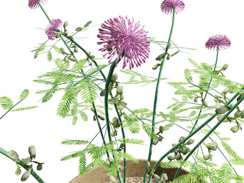 Mimosa Potted Plant 3D Model