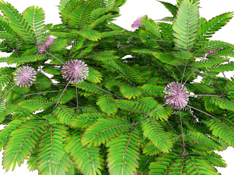 Mimosa Potted Plant 3D Model