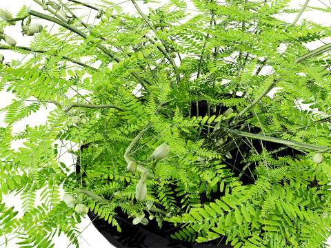 Mimosa Potted Plant 3D Model