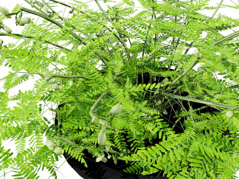 Mimosa Potted Plant 3D Model