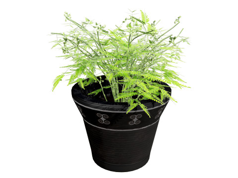 Mimosa Potted Plant 3D Model