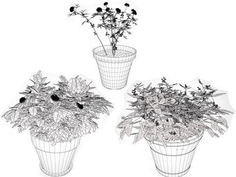 Mimosa Potted Plant 3D Model