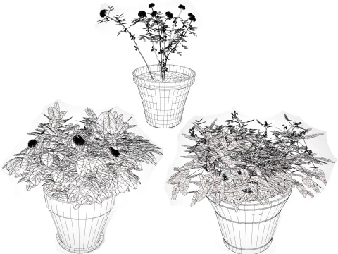 Mimosa Potted Plant 3D Model