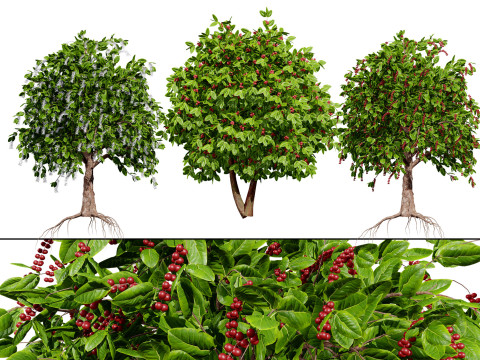 Coffee Plant 3D 모델