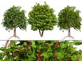 Coffee Plant Modelo 3D