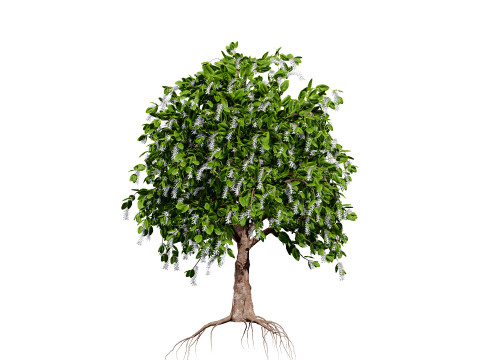 Coffee Plant 3Dモデル