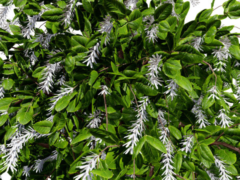 Coffee Plant 3Dモデル