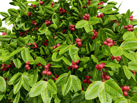 Coffee Plant 3Dモデル