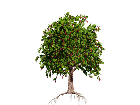 Coffee Plant 3Dモデル