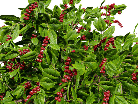 Coffee Plant 3Dモデル