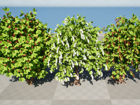 Coffee Plant 3Dモデル