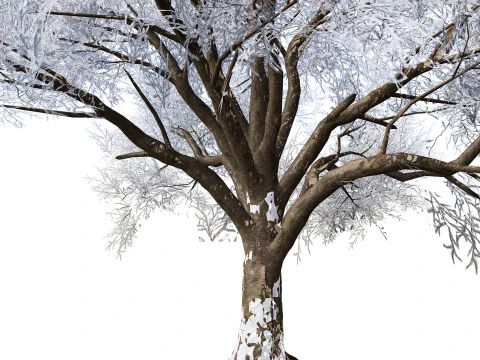 Frozen Tree for Winter Scenes with Free Tutorail 3D Model