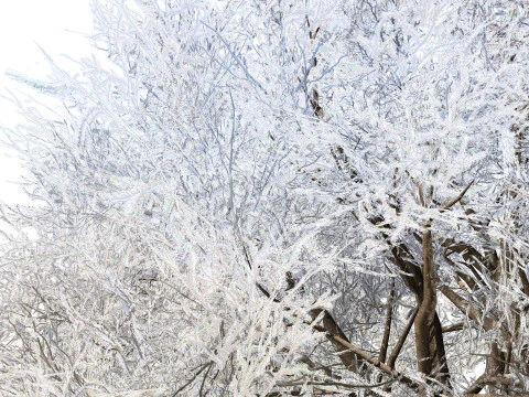 Frozen Tree for Winter Scenes with Free Tutorail 3D Model