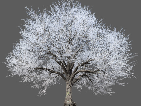 Frozen Tree for Winter Scenes with Free Tutorail 3D Модель