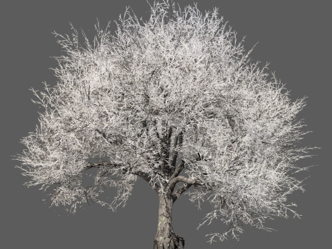 Frozen Tree for Winter Scenes with Free Tutorail 3D Модель