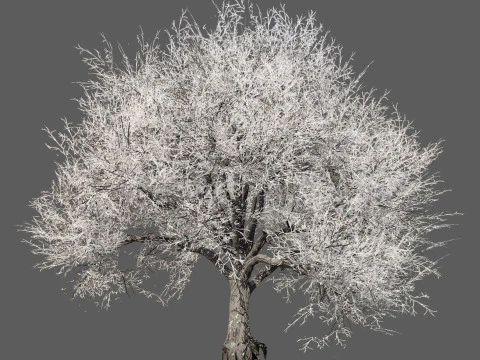 Frozen Tree for Winter Scenes with Free Tutorail 3D Model