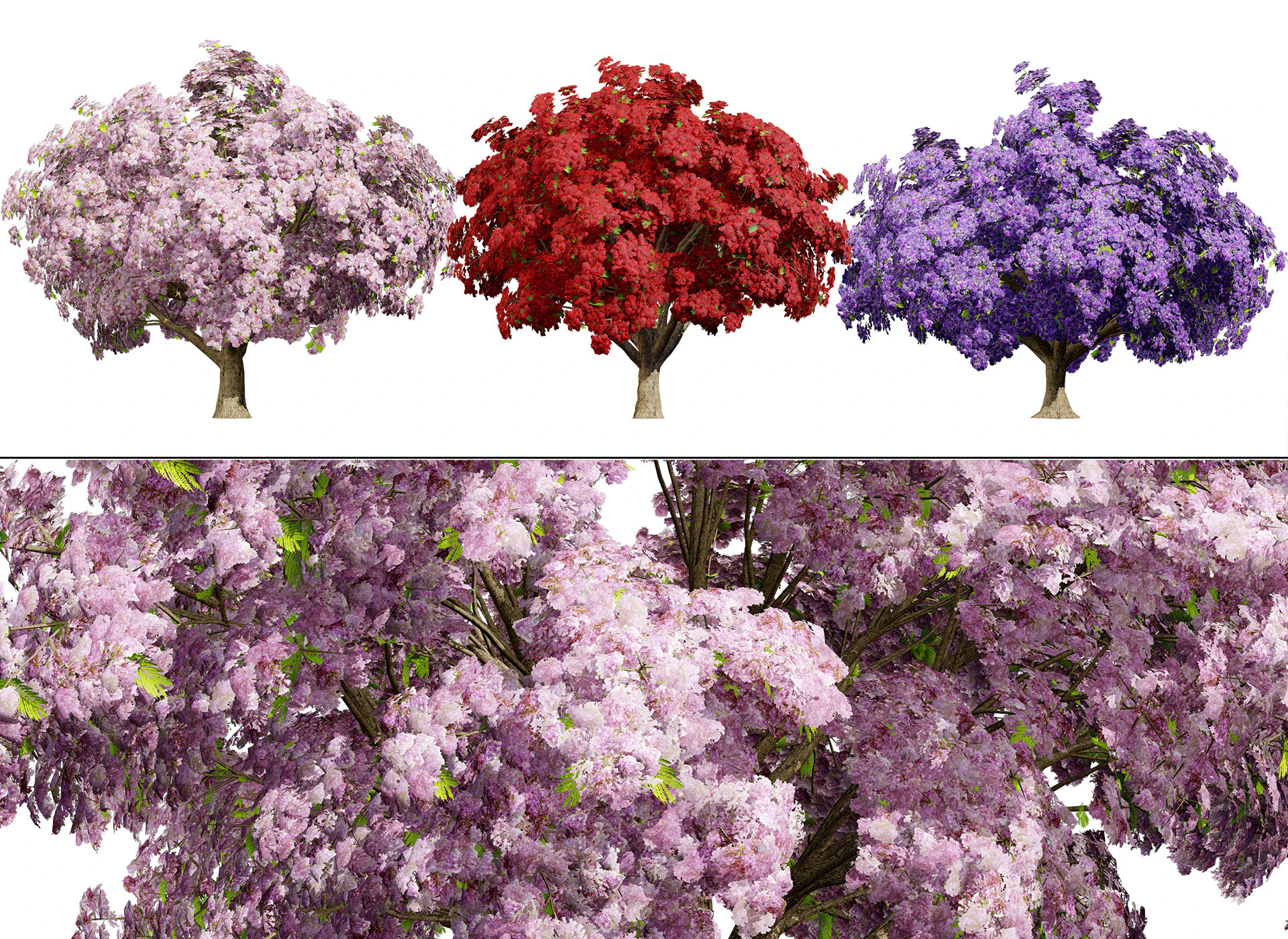 Jacaranda Tree Model 3D Model .c4d .max .obj .3ds .fbx .stl .blend 