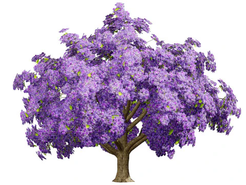 Jacaranda Tree Model 3D Model
