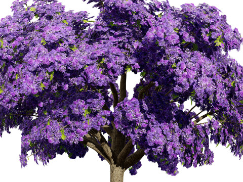 Jacaranda Tree Model 3D Модель