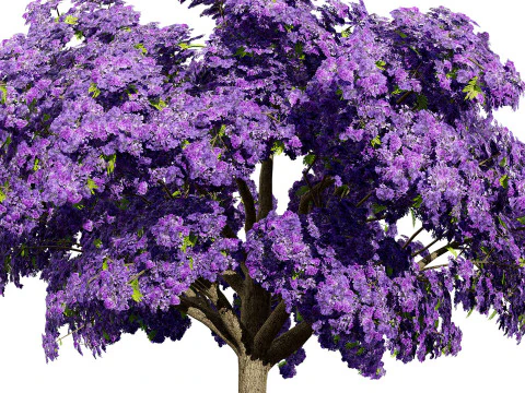 Jacaranda Tree Model 3D Model