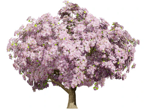 Jacaranda Tree Model 3D Model