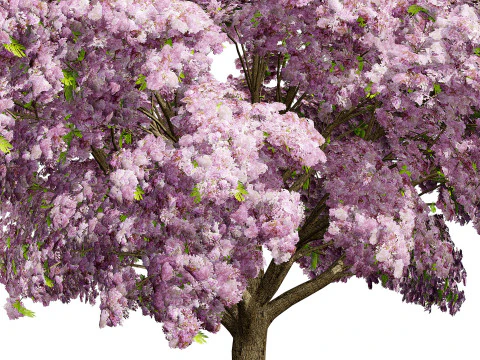 Jacaranda Tree Model 3D Model