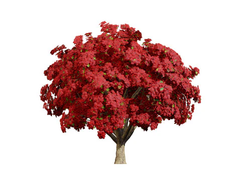 Jacaranda Tree Model 3D Model