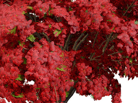 Jacaranda Tree Model 3D Model