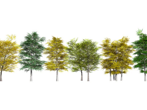 Pacchetto albero di pioppo tremulo Modello 3D