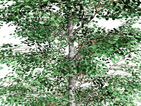Pacchetto albero di pioppo tremulo Modello 3D
