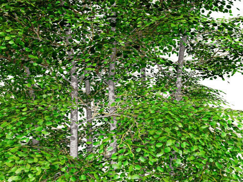 Aspen Tree Pack 3D Model