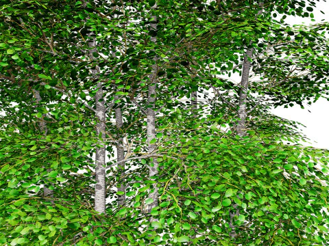 Pacchetto albero di pioppo tremulo Modello 3D