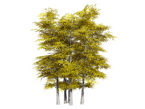 Aspen Tree Pack 3D Model