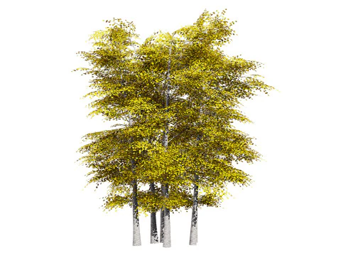 Pacchetto albero di pioppo tremulo Modello 3D
