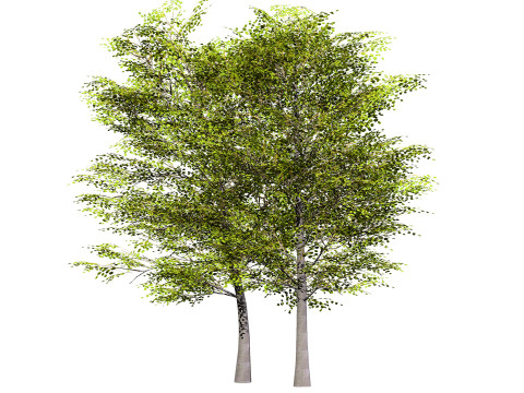 Aspen Tree Pack 3D Model