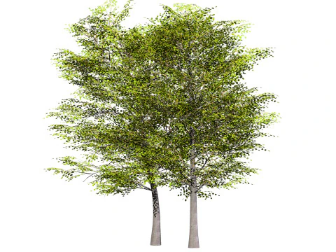 Pacchetto albero di pioppo tremulo Modello 3D