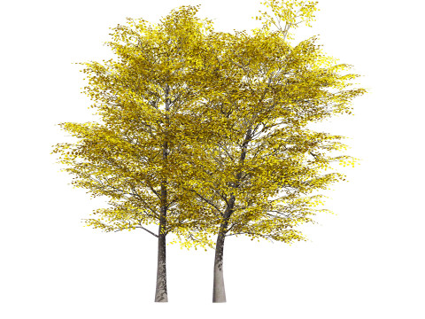 Aspen Tree Pack 3D Model
