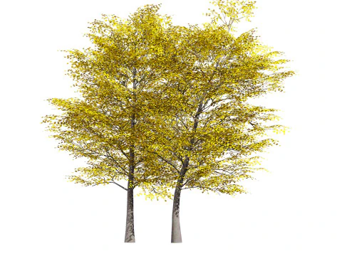 Pacchetto albero di pioppo tremulo Modello 3D