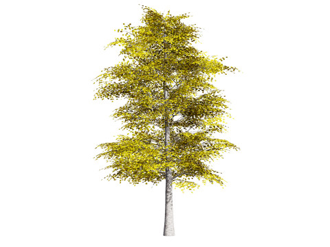 Aspen Tree Pack 3D Model