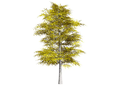 Pacchetto albero di pioppo tremulo Modello 3D